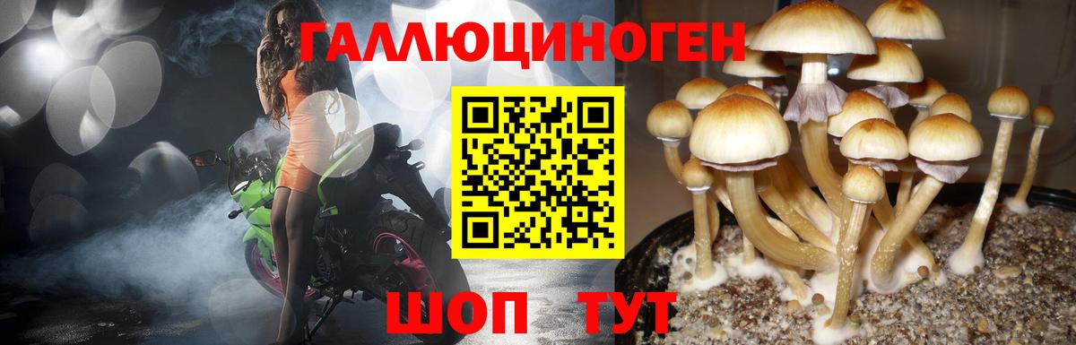 Галлюциногенные грибы Psilocybe  Бугульма  Псилоцибиновые грибы GOLDEN TEACHER 